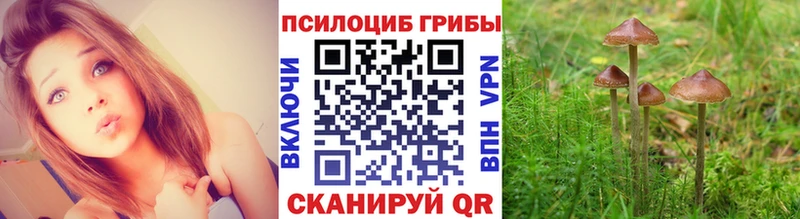 Псилоцибиновые грибы MAGIC MUSHROOMS  закладки  маркетплейс формула  Медынь 